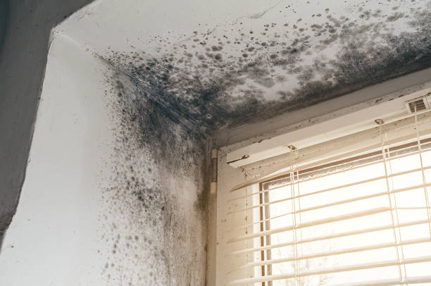 Affordable Commercial Mold Remediation solutions in Long Branch, VA